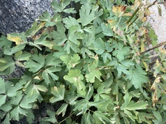 Aquilegia pubescens