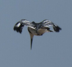 Ceryle rudis rudis