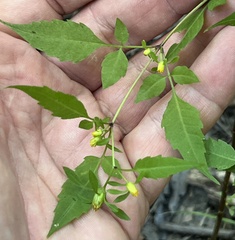 Bidens discoidea