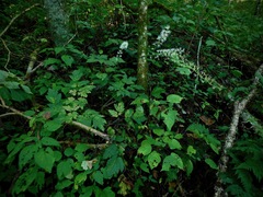 Actaea podocarpa