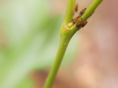 Membracidae