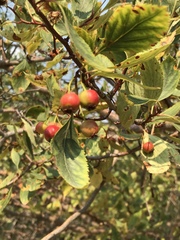 Crataegus rivularis