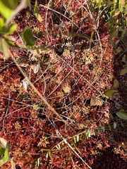 Sphagnum capillifolium