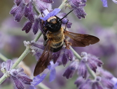 Megachile sculpturalis