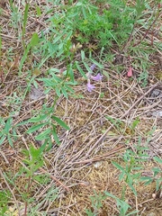 Astragalus arenarius