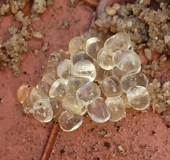 Limax maximus