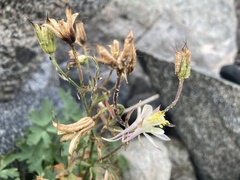 Aquilegia pubescens