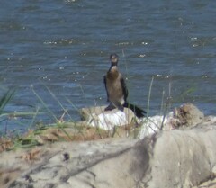 Microcarbo africanus