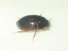 Cymbiodyta bifidus