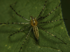Peucetia rubrolineata