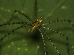 Peucetia rubrolineata