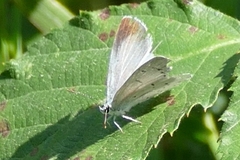 Celastrina argiolus
