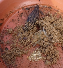 Limax maximus