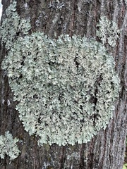 Flavoparmelia caperata