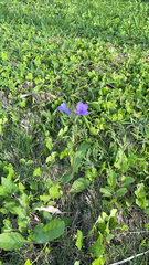 Ruellia nudiflora