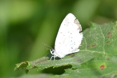 Celastrina argiolus