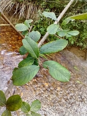Salix cinerea