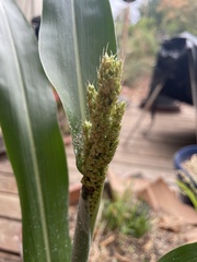 Sorghum