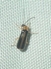Rhagonycha