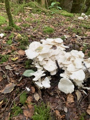 Leucocybe connata