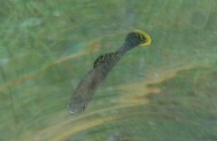Poecilia mexicana
