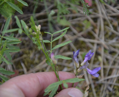 Astragalus arenarius