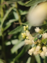 Callistochlora chloris