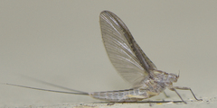 Callibaetis