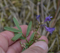 Astragalus arenarius
