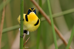 Tachuris rubrigastra