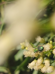 Callistochlora chloris