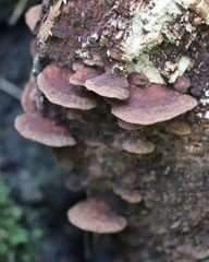 Hapalopilus rutilans