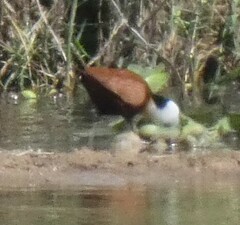Actophilornis africanus