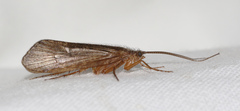 Limnephilus extricatus