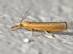 Pediasia trisecta