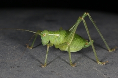 Barbitistes serricauda