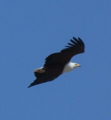 Haliaeetus vocifer