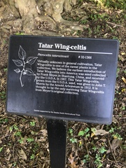 Pteroceltis tatarinowii