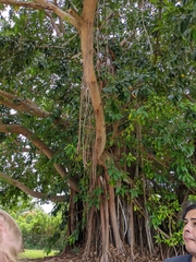 Ficus tinctoria