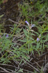 Astragalus arenarius