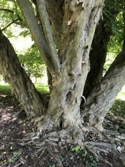 Pteroceltis tatarinowii