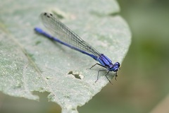 Argia