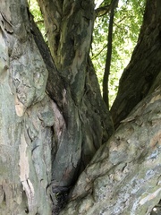 Pteroceltis tatarinowii