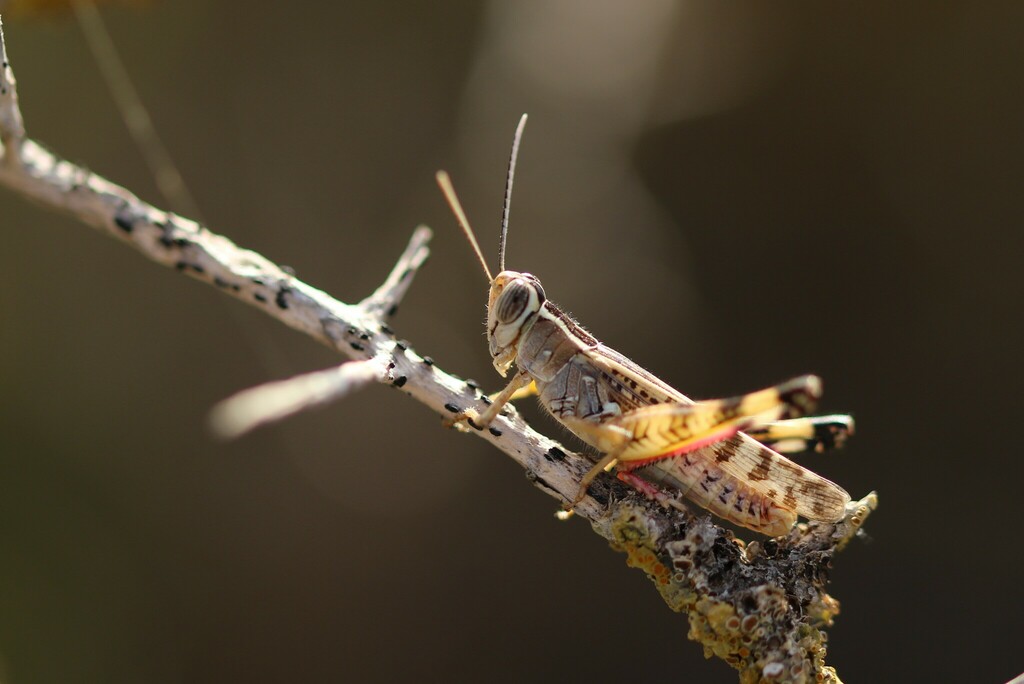 Heteracris adspersa
