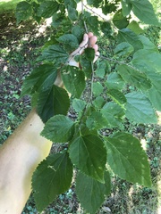 Pteroceltis tatarinowii