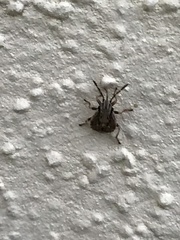 Heteroptera