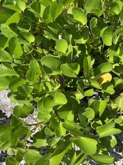 Hydrocotyle bonariensis