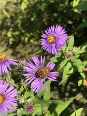Apis mellifera