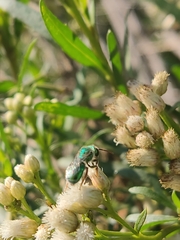 Callistochlora chloris