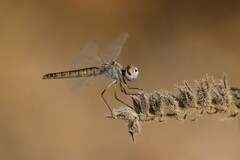 Selysiothemis nigra